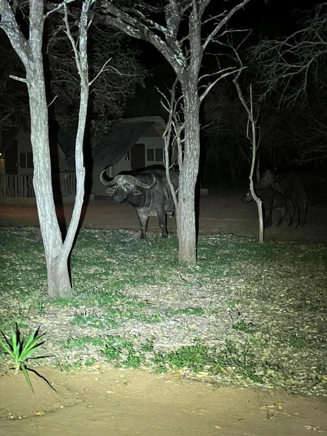 Wild Ride Safaris And Bush Camp Villa Hoedspruit Kültér fotó