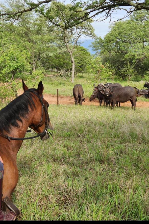 Wild Ride Safaris And Bush Camp Villa Hoedspruit Kültér fotó
